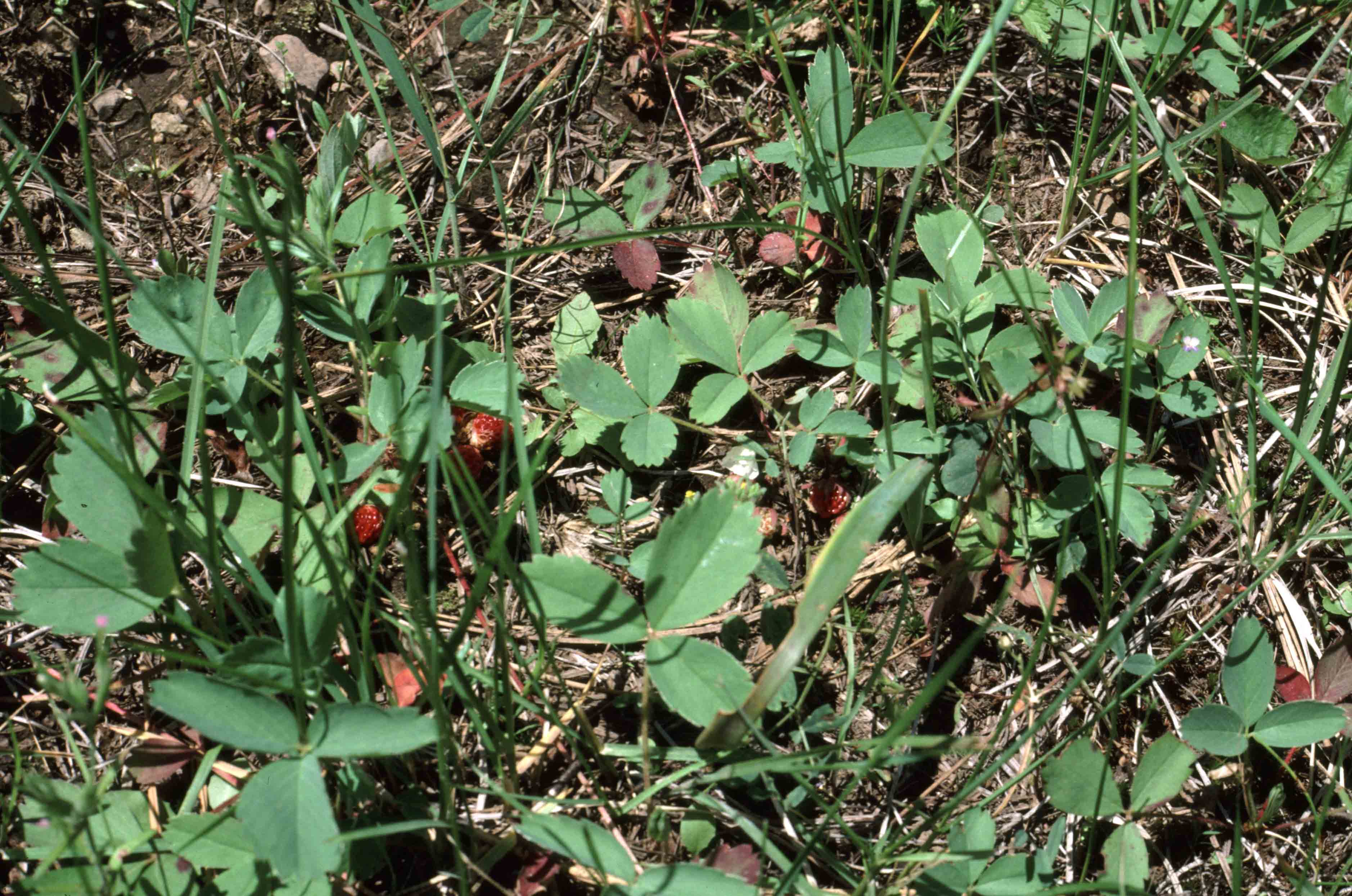 Virginia strawberry, wild strawberry (Fragaria virginiana)